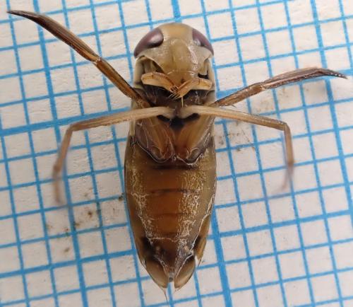 Hesperocorixa sahlbergi